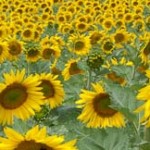 veld zonnebloemen vakantie Frankrijk